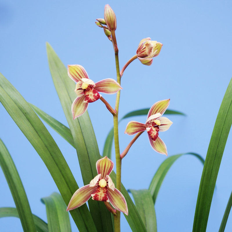 建兰玉如娇兰花花苗 浓香盆栽庭院花卉植物四季开花新手好养包邮