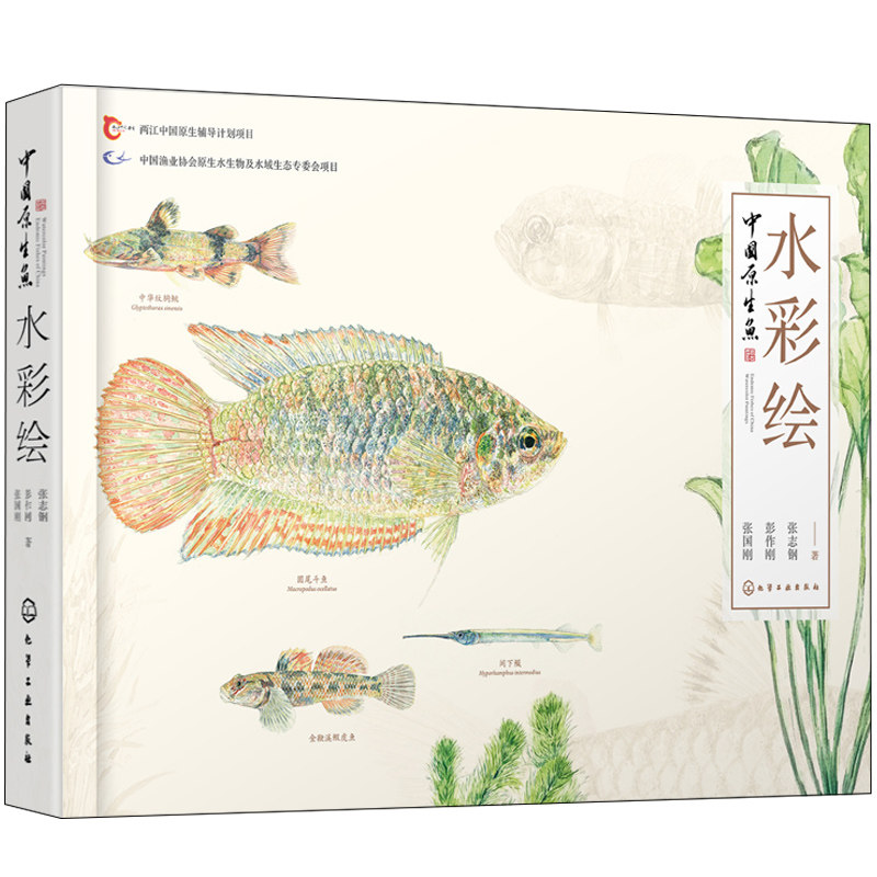 中国原生鱼水彩绘 张国刚 中国常见原生鱼类绘画书 中国原生鱼美艳鉴别 中国小型淡水鱼饲养殖常识 原生鱼物种饲养体验图书籍