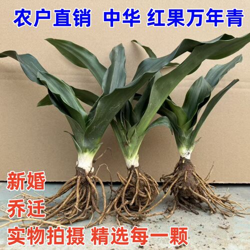 室内阳台万年青金边盆栽四季常青