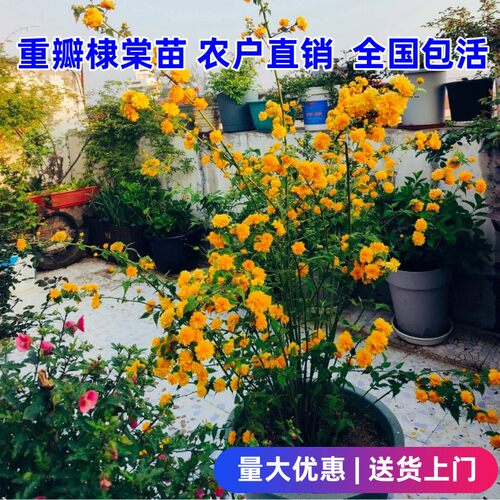 重瓣棣棠花苗耐荫爬藤耐热盆栽