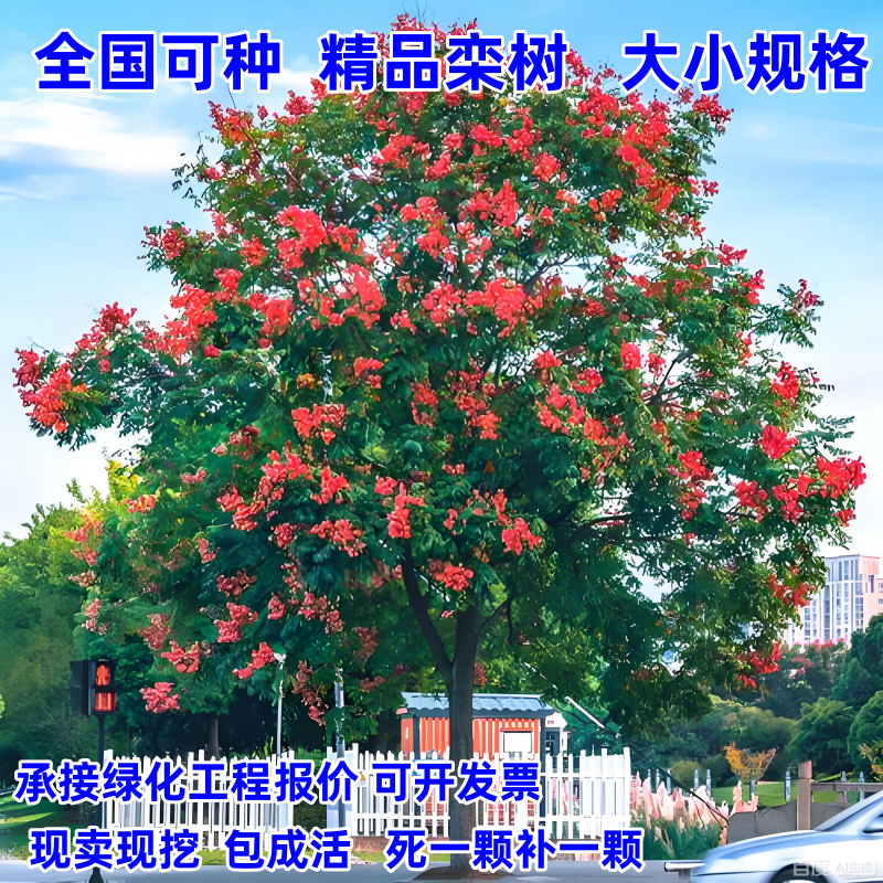 黄山栾树苗包活量大优惠