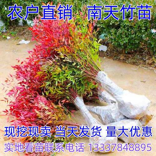 火焰南天竹挂果红叶树苗盆栽四季观叶耐寒植物盆景室内庭院绿化