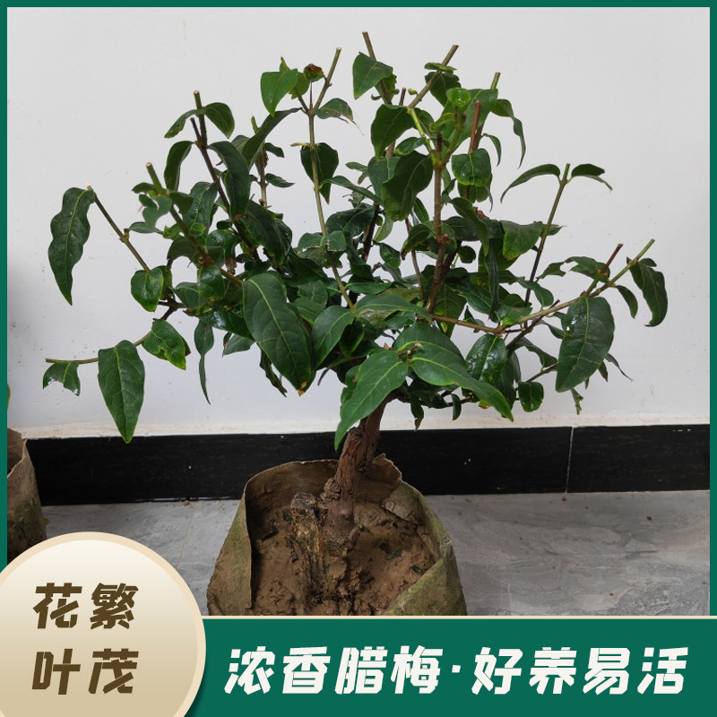 鄢陵红香妃素心嫁接腊梅带花苞盆景室内易成活耐寒浓香型庭院花卉,鲜花速递/花卉仿真/绿植园艺,时令草本花卉,淘宝优惠券,粉丝福利购,淘宝优惠卷