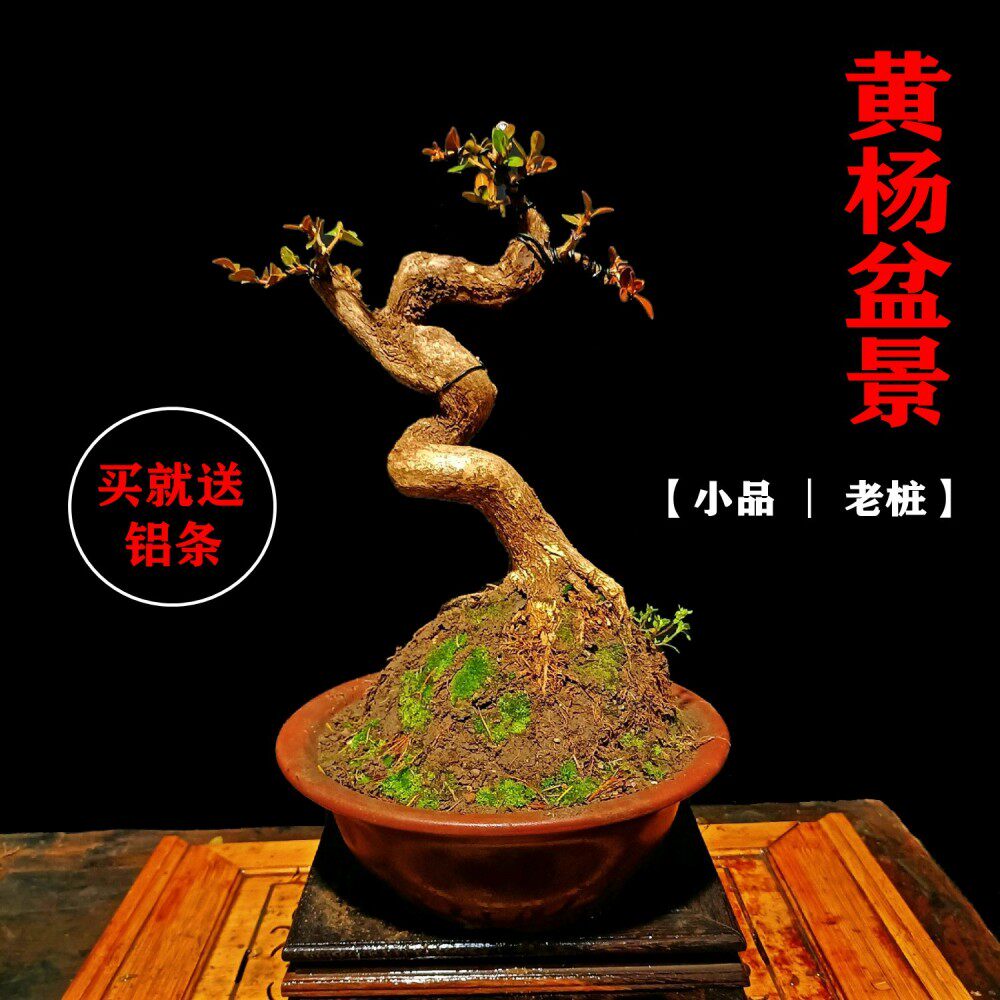 瓜子黄杨盆景老桩岭南雀舌黄杨室内办公桌小品盆景庭院矮霸造型树