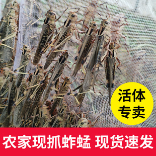 2000克 鲜活画眉鸟胡蜂饲料四斤装 嫩成虫 蚱蜢东亚飞蝗