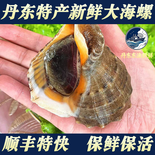 丹东大海螺鲜活无沙保活包邮