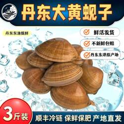 丹东黄蚬子野生无沙鲜活蛤蜊生鲜特大礼盒3斤顺丰坏单包赔