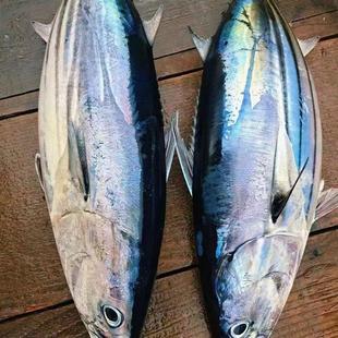 东海深海海钓国产野生炮弹鱼金枪鱼新鲜冷冻阳光鱼生鲜血冠鱼