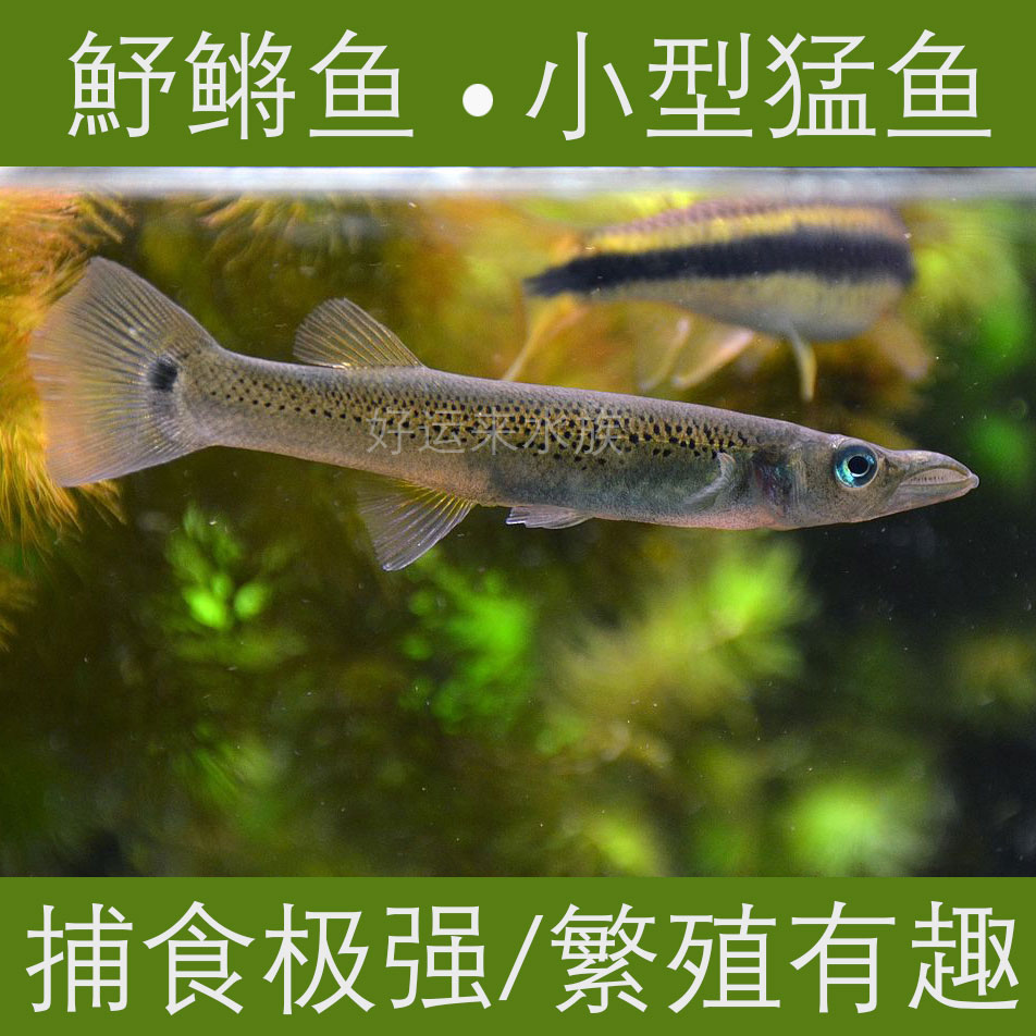 小型猛鱼热带淡水胎生肉食猛鱼