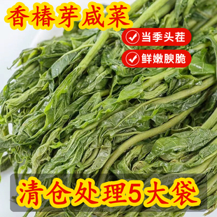 新鲜香椿芽咸菜2025年腌制盐渍头茬香春芽下饭菜酱菜 冲量 特价