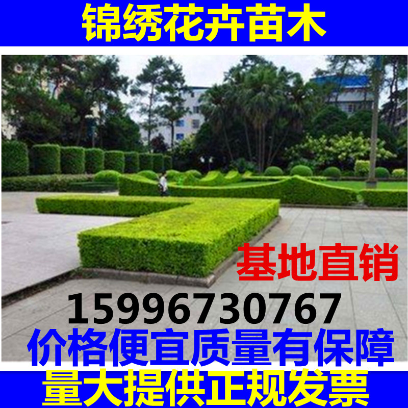 苗圃庭院绿化四季常青花坛植物