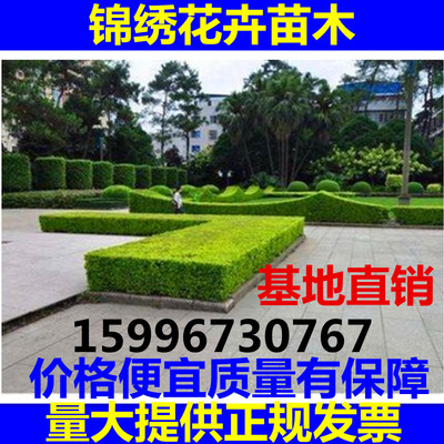 苗圃庭院绿化四季常青花坛植物