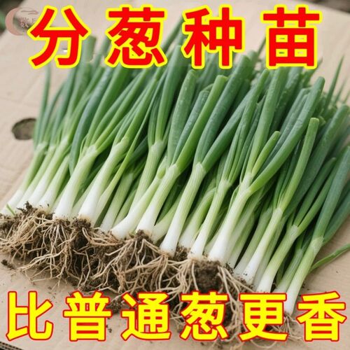 四季小香葱种苗葱苗分葱苗带根家庭阳台盆栽庭院农田蔬菜种植小苗