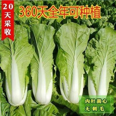 速生快菜苋菜大田夏秋鸡