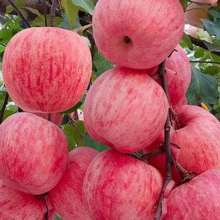 苹果树果苗带土盆地栽南北方种植庭院盆栽红富士金帅青特大苹果苗