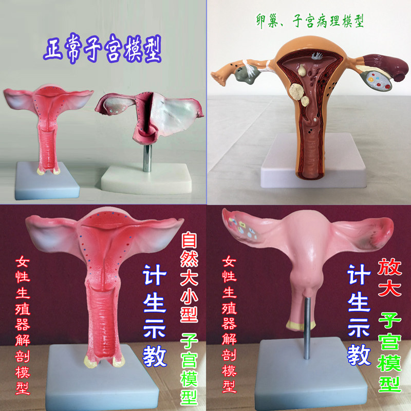 男性外生殖器解剖导尿模型女性子宫计生示教卵巢病理人体骨骼医学