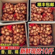顺丰小土豆10斤新鲜洋芋湖北恩施巴东农家富硒高山黄心迷你马铃薯