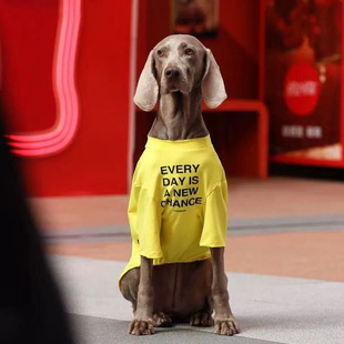 潮牌~夏季新款宠物狗狗衣服中大型犬边牧金毛拉布拉多薄款网眼T恤