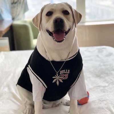 萨摩耶大型犬金毛春秋款狗狗衣服