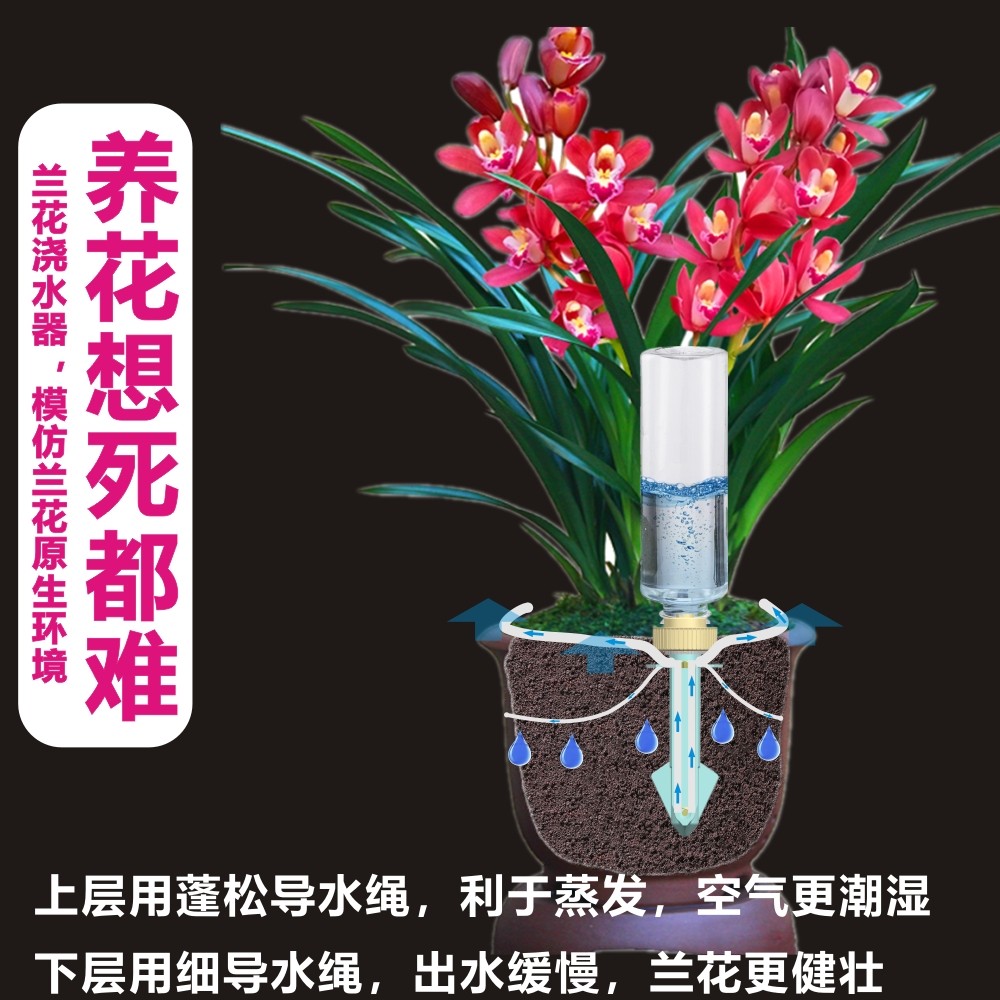 兰花浇水器建国洋春蕙墨寒荷瓣蝴蝶石斛兰草浓香盆栽绿植君子花卉