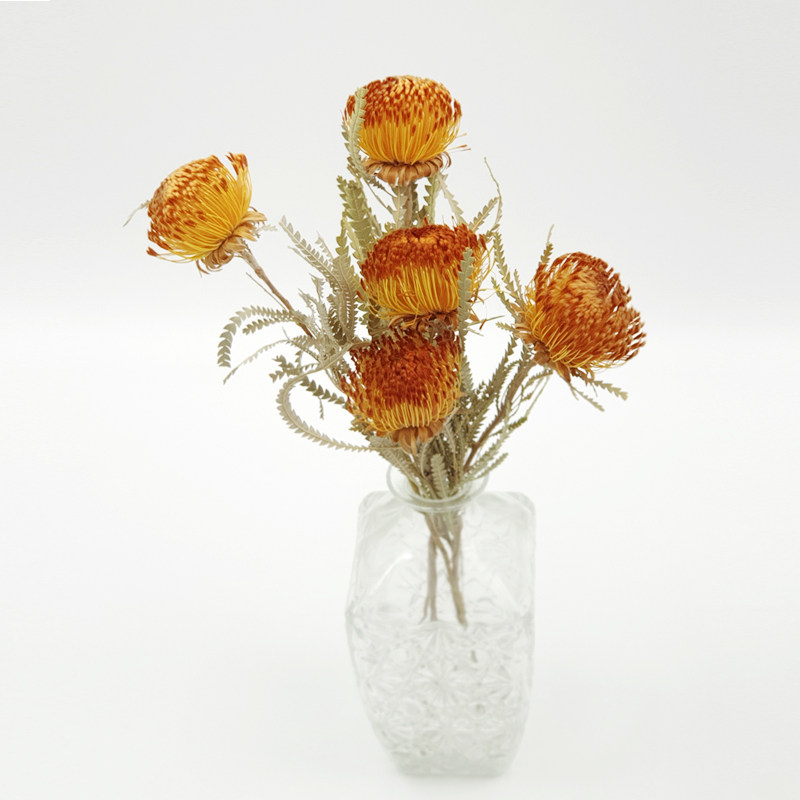 天然南非进口植物干花小佛塔针垫花家居客厅餐桌摆件北欧轻奢装饰
