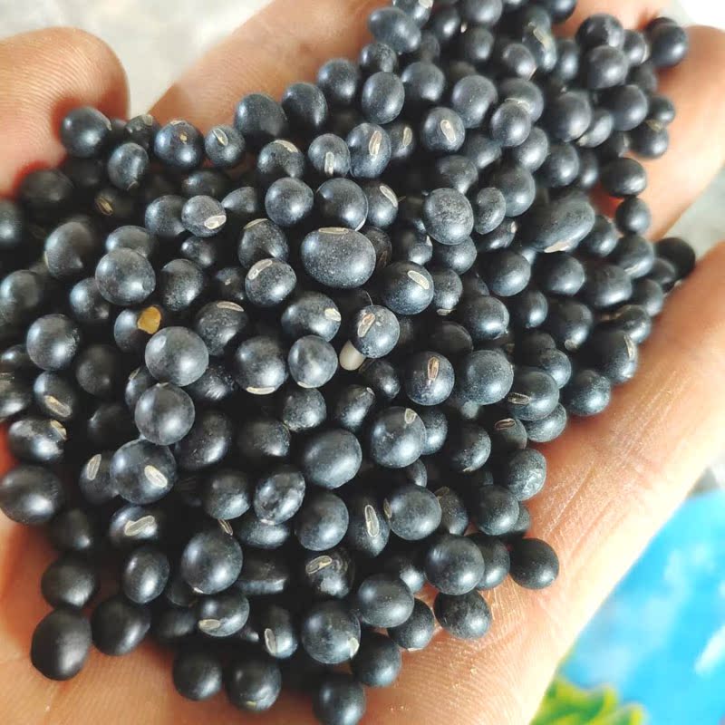 自种黑豆黄仁乌打豆浆发芽粗粮