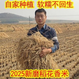 2025东北黑龙江特产延寿胚芽稻花香真空大米10斤五优稻长粒宝宝吃