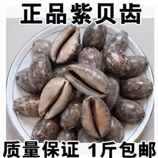 材紫贝齿 紫贝 文贝 紫贝子 南蛇牙齿 狗支螺500克包邮真货