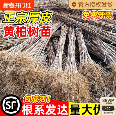 热卖黄柏树苗川黄柏黄檗树苗剥皮卖造林绿化经济林苗南北方种植