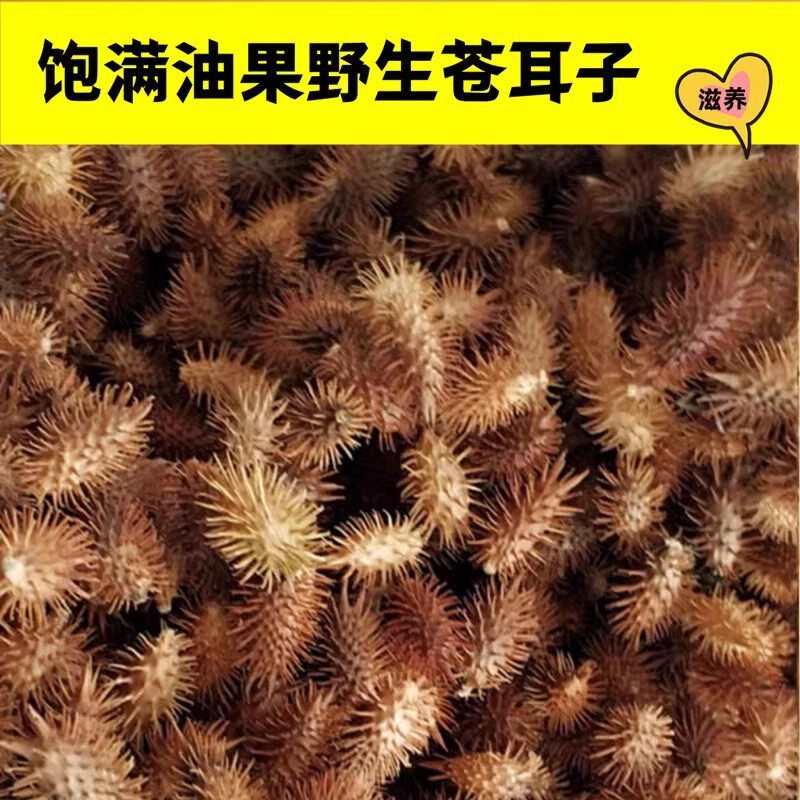野生带刺苍耳子成熟带刺苍耳种子牛虱子苍耳油泡脚散装苍耳子包邮