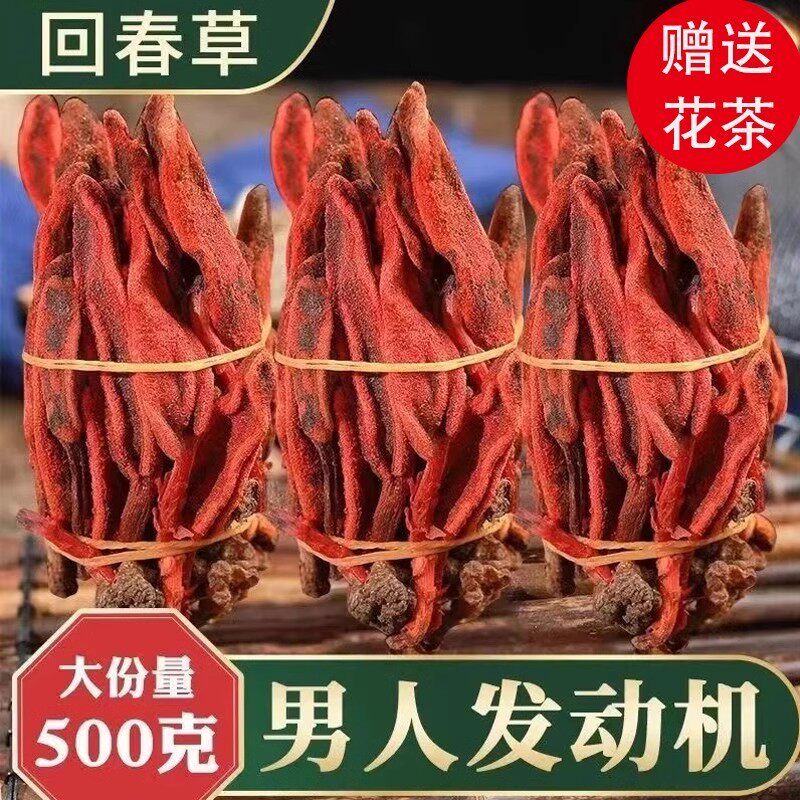 回春草野生回春草云南新货正品顶天柱草苁蓉男性滋补茶深山采
