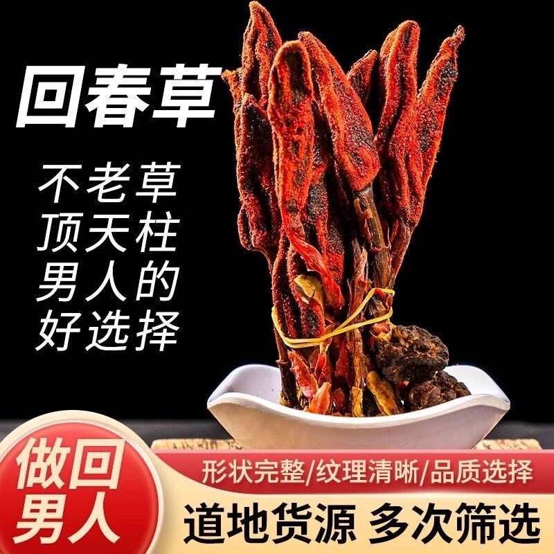 回春草云南野生顶天柱不老草文一支笔当季新货泡水煲汤草药