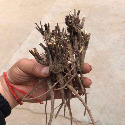 整根柴胡500g克秦岭野北柴胡小柴胡新货黑皮柴胡整条柴胡根精品