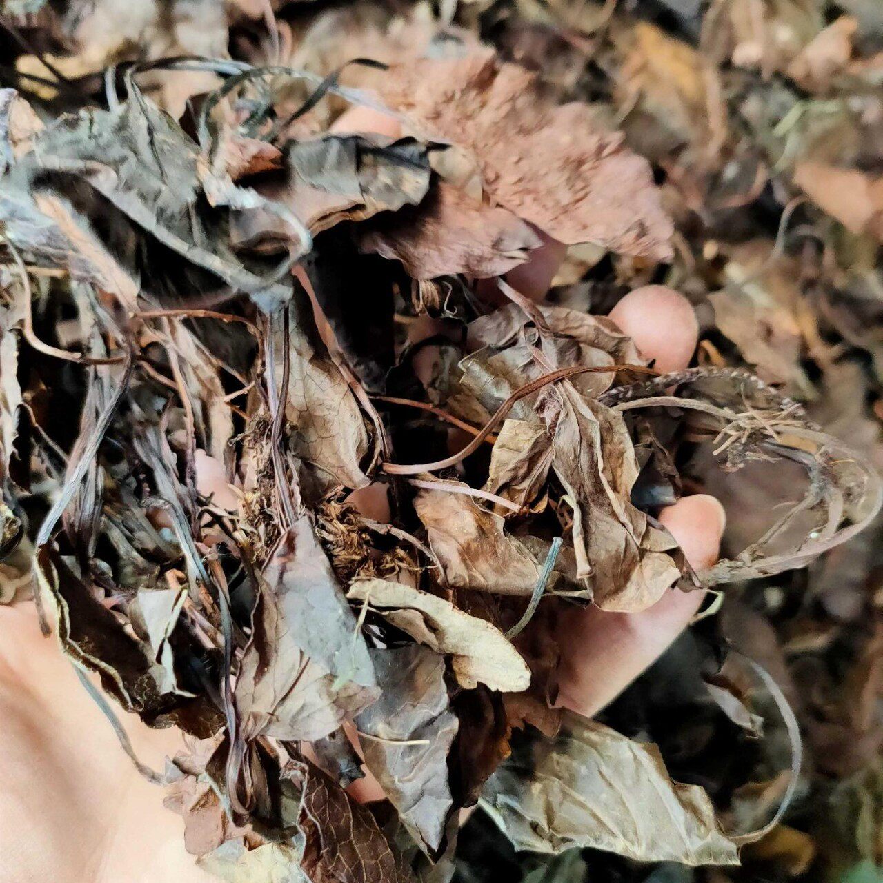 鹿含草 1kg材鹿衔草 鹿晗草 鹿街草 鹿蹄草真货