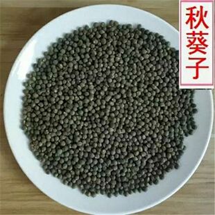 精品秋葵子500克g黄秋葵籽包邮黄秋葵子秋葵籽新货黄蜀秋葵子1斤