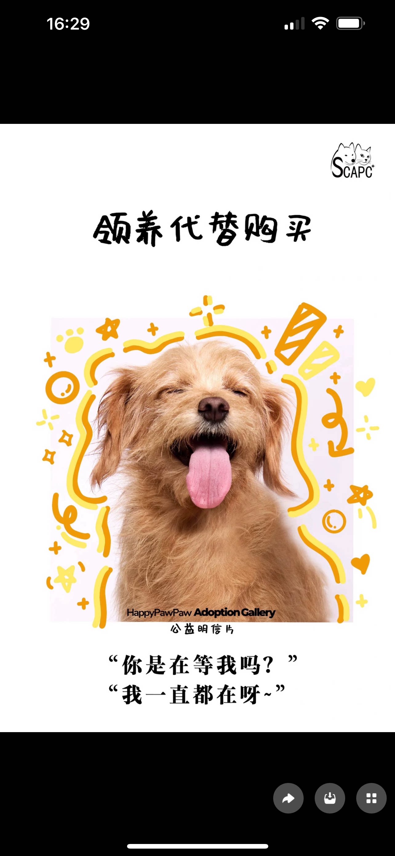 启明动物保护中心2026年 感恩卡片