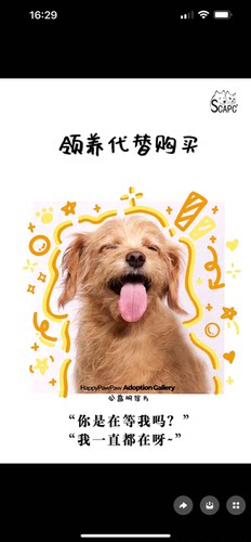 启明动物保护中心2026年7月感恩卡片