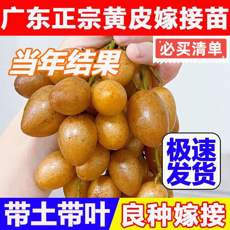 正宗大果高产鸡心黄皮苗南方阳台种植黑金嫁接无核黄皮果树苗易活