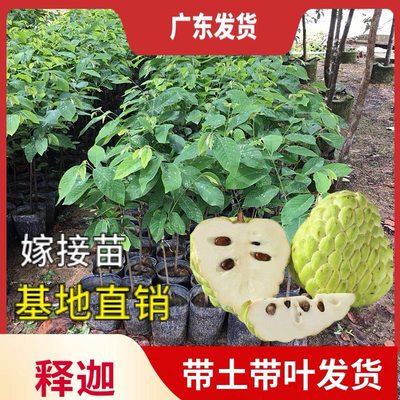 释迦果苗树嫁接凤梨释迦南方种植释迦番荔枝释迦摩尼果苗地栽盆栽