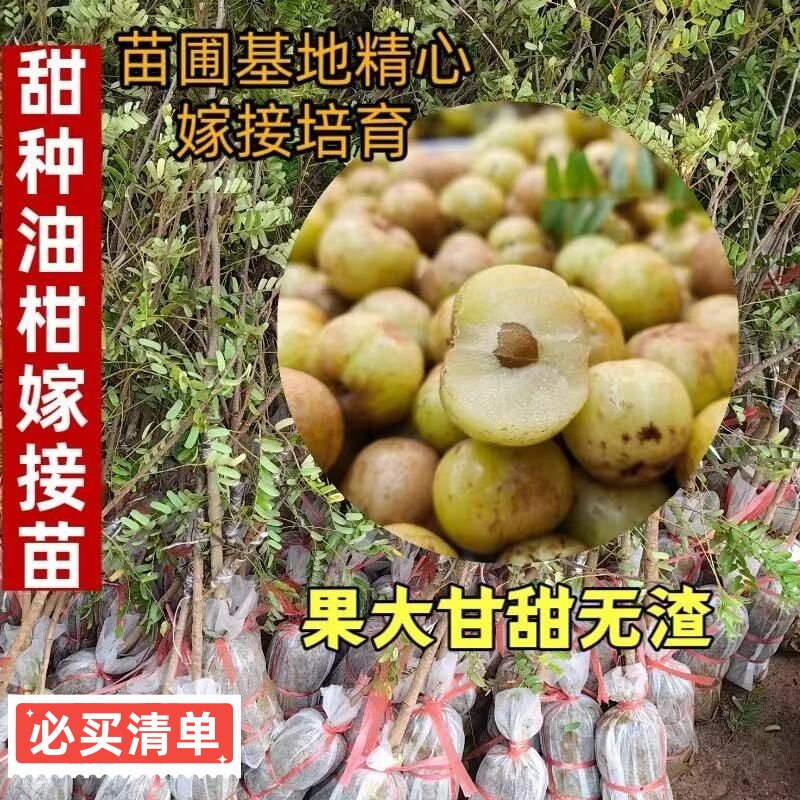 正宗嫁接甜种油甘果树苗余甘子果苗南方种植柿饼油甘果苗原土原杯