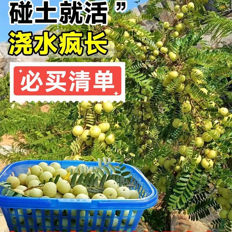广东正宗嫁接甜种油甘果树苗余甘子果苗大果高产柿饼油甘果苗带叶