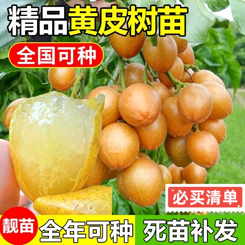正宗大果高产鸡心黄皮苗南方阳台种植黑金嫁接无核黄皮果树苗盆栽