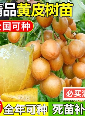 正宗大果高产鸡心黄皮苗南方阳台种植黑金嫁接无核黄皮果树苗盆栽