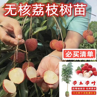 正宗嫁接荔枝果树苗桂味荔枝苗南方庭院种植盆栽糯米糍玲珑荔枝苗