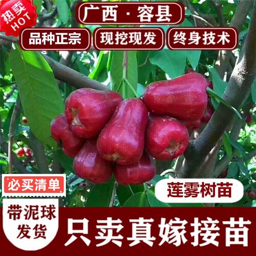 正宗嫁接黑金刚莲雾苗好养易活大果黑糖芭比大叶红莲雾苗一苗一杯
