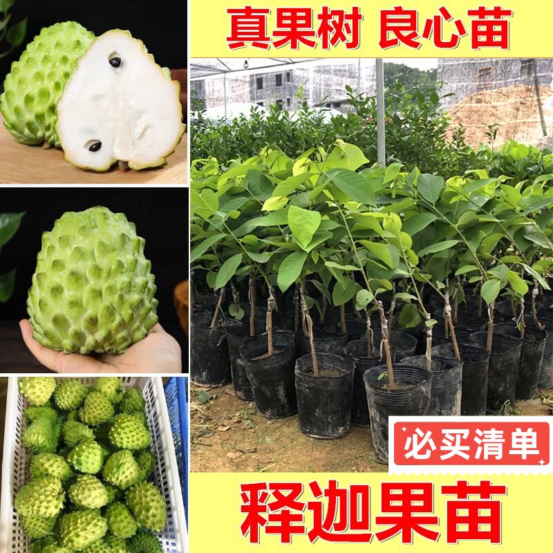 正宗嫁接释迦果苗台湾凤梨释迦果苗南方庭院种植好养AP释迦果树苗图片