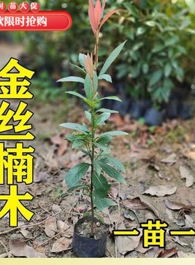 正宗四川金丝楠木树苗盆栽南方北方阳台种植名贵小叶桢楠珍稀苗木
