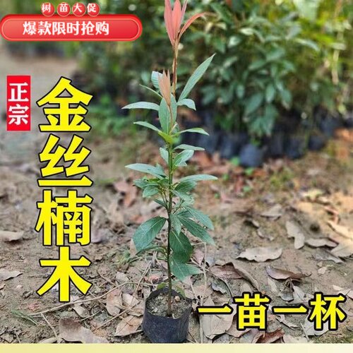 正宗四川金丝楠木树苗盆栽南方北方阳台种植名贵小叶桢楠珍稀苗木