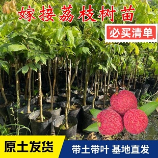 正宗嫁接荔枝果树苗桂味荔枝苗南方种植糯米糍玲珑荔枝苗盆栽地栽