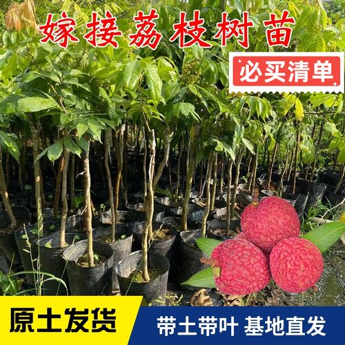 正宗嫁接荔枝果树苗桂味荔枝苗南方种植糯米糍玲珑荔枝苗盆栽地栽